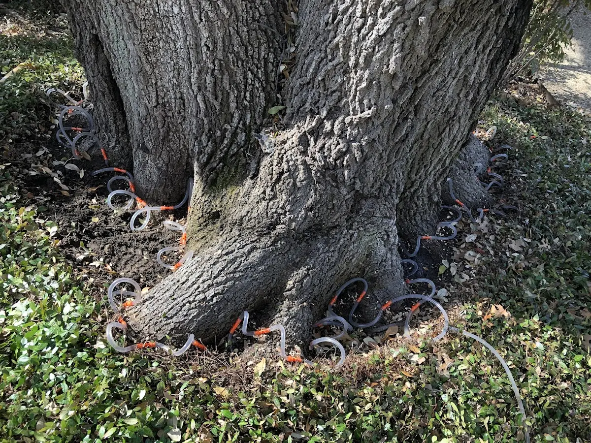 Detailed Tree Cabling and Bracing job site in Reads Landing