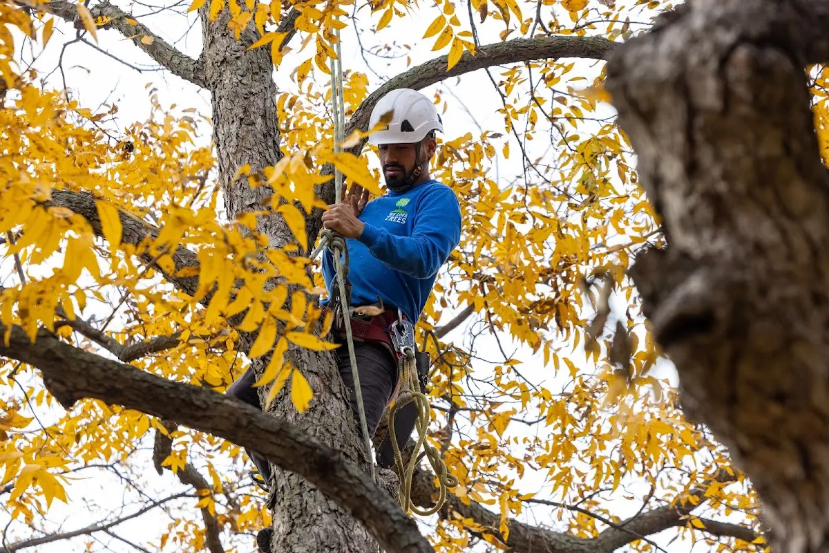 Skilled Tree Pruning crew working in Reads Landing